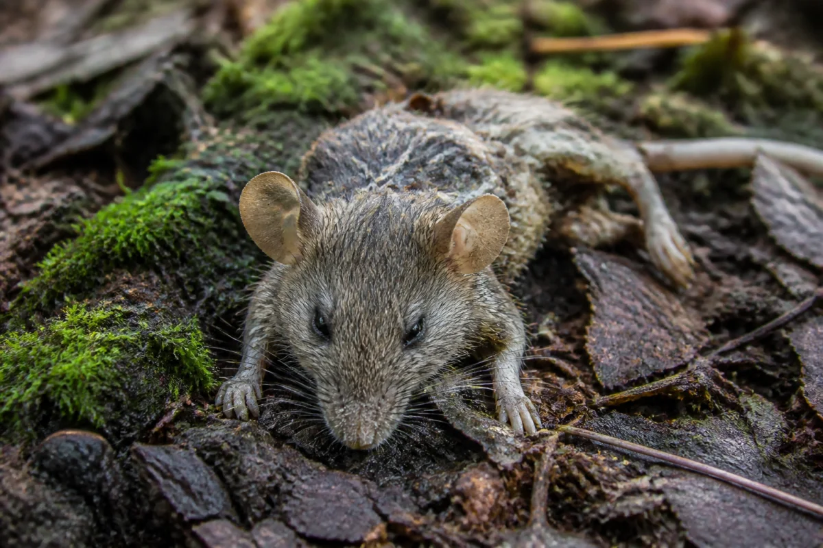 temps de décomposition d'une souris morte