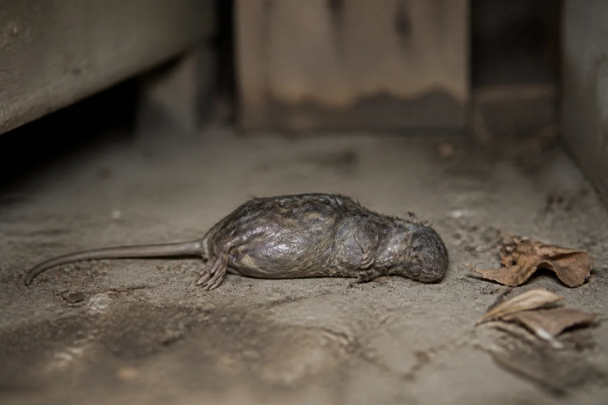 temps de décomposition d'une souris morte