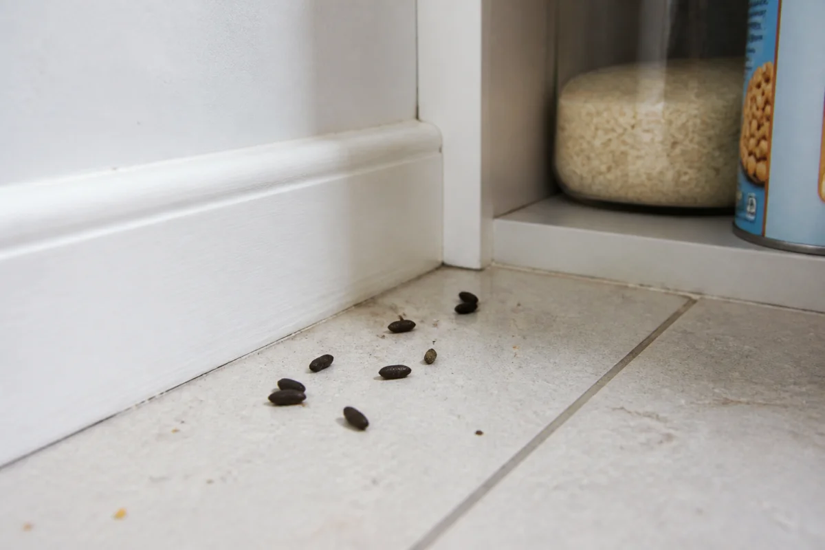 Les signes d’infestation de rongeurs à repérer rapidement