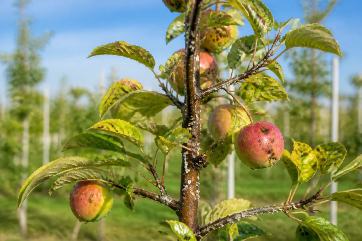 Pommiers et insectes nuisibles, reconnaître et agir
